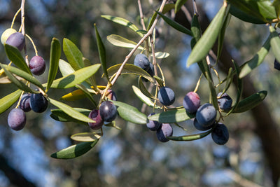 Types Of Italian Olives