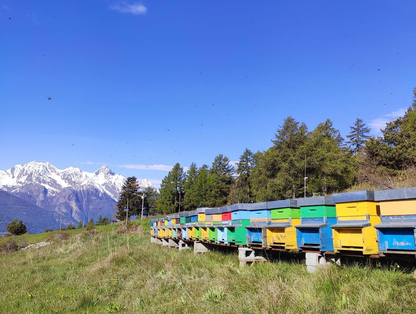 Spotlight on: Apicoltura Le Querce, Piedmont’s Most Dedicated Beekeepers