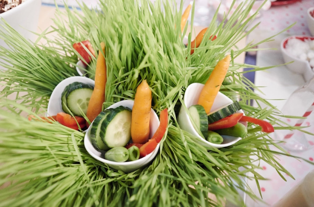 Veggie Forest with Parmesan Ranch Dip