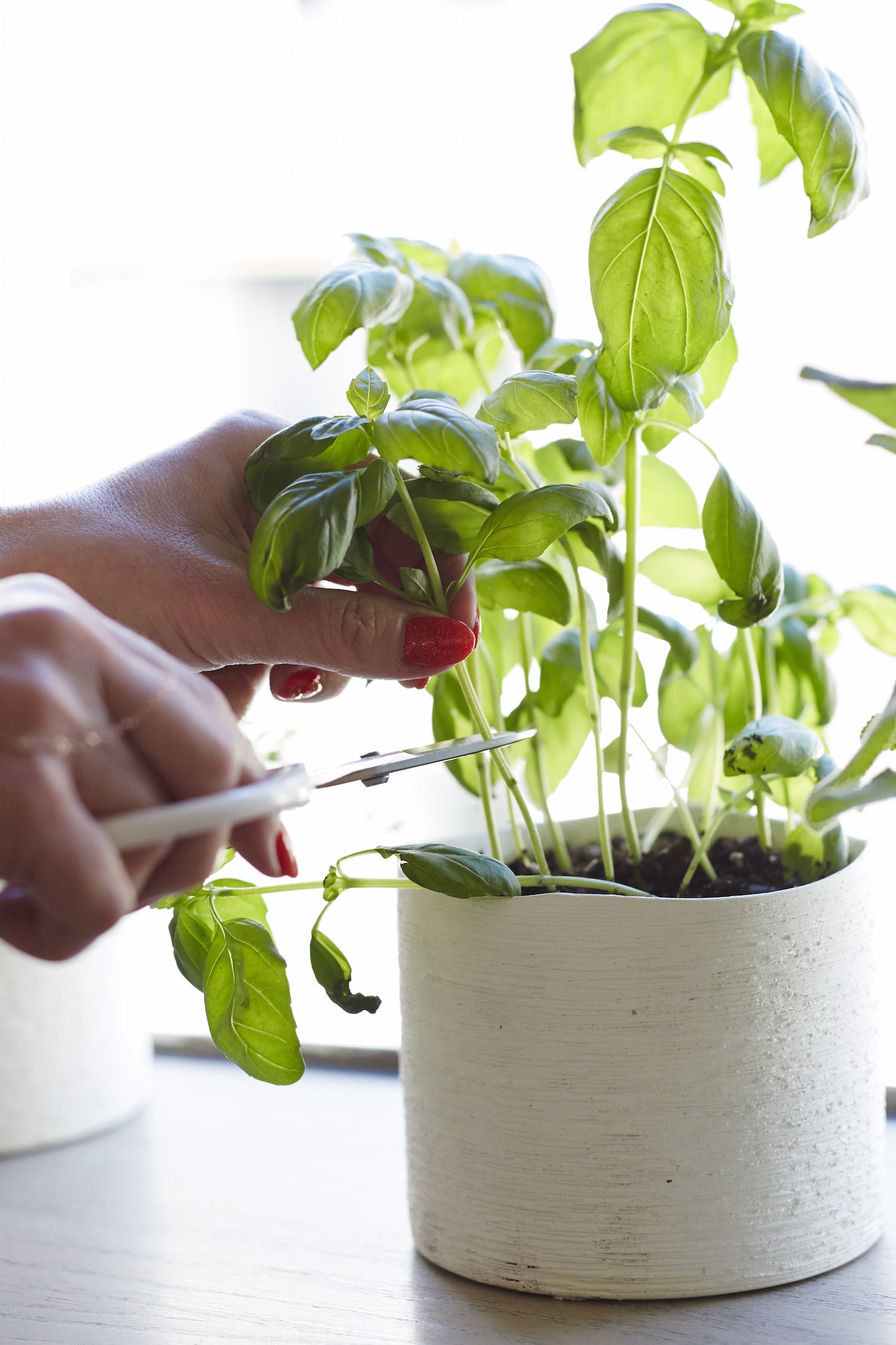 Not-So-Basic Pesto Sauces for Spring