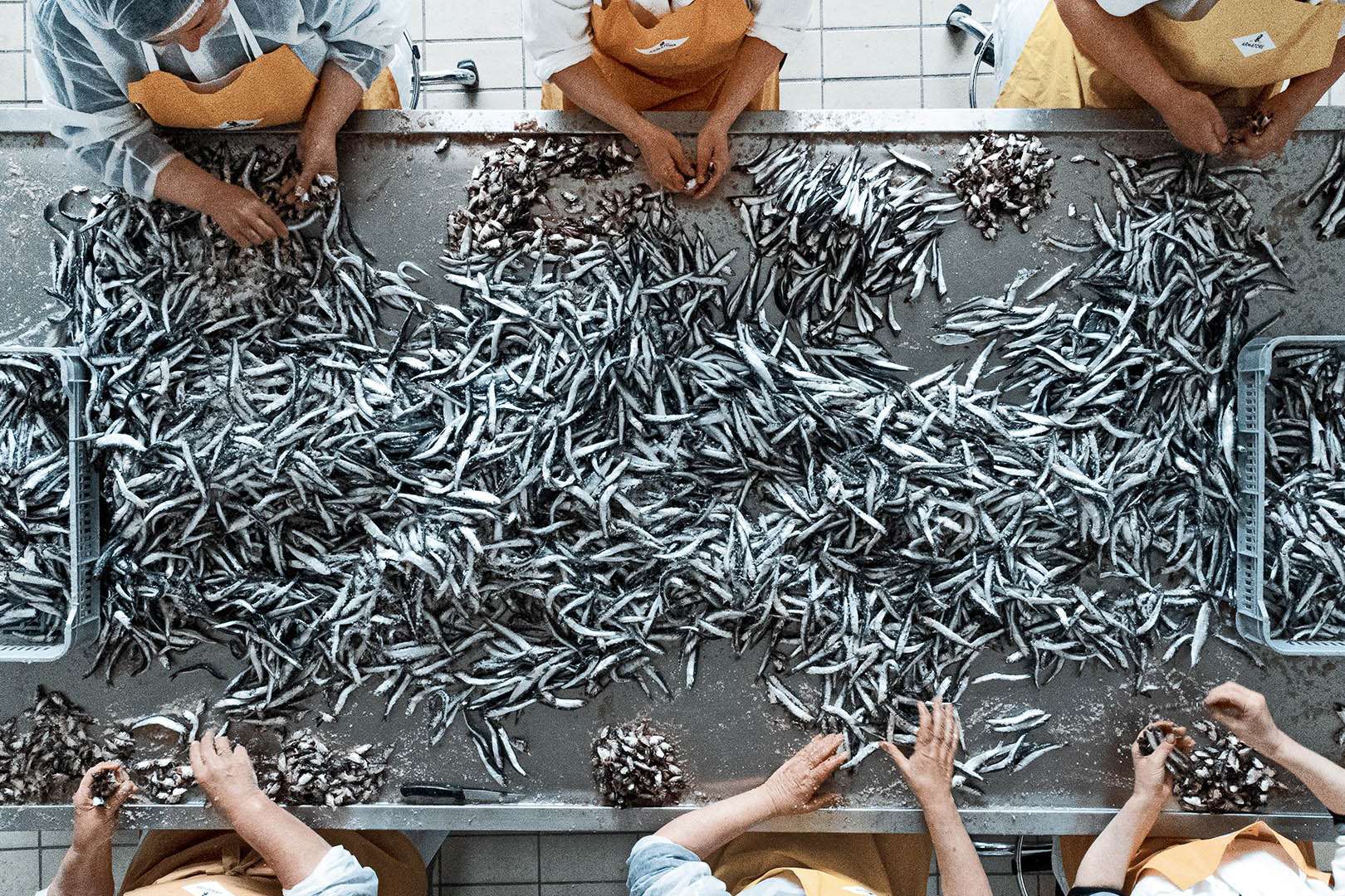 Amalfi Coast Anchovies, Photo Credit: Armatore