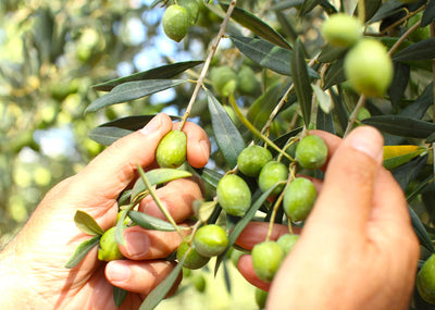 Why Some of the Best Olive Oil in the World Comes From Sardinia