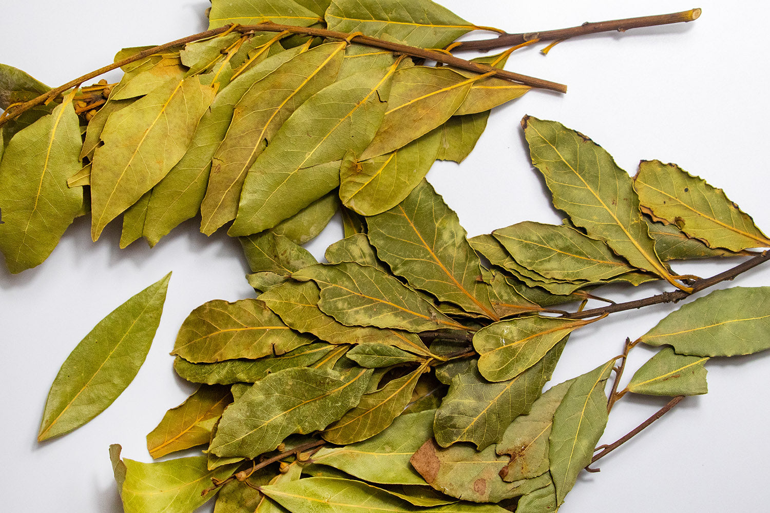 Bay Leaf, Sicilian – Curio Spice Company