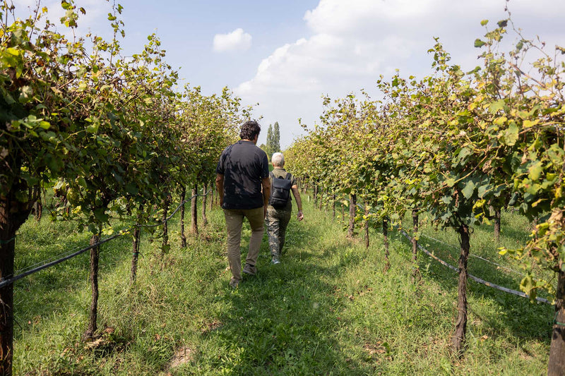 How Guerzoni Makes the Most Eco-Conscious Balsamic in Italy