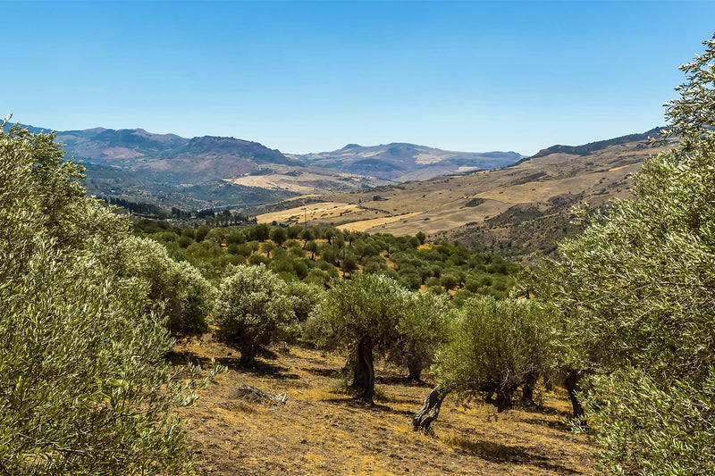 Why Italy’s Protected Parks Grow Some of Our Favorite Foods