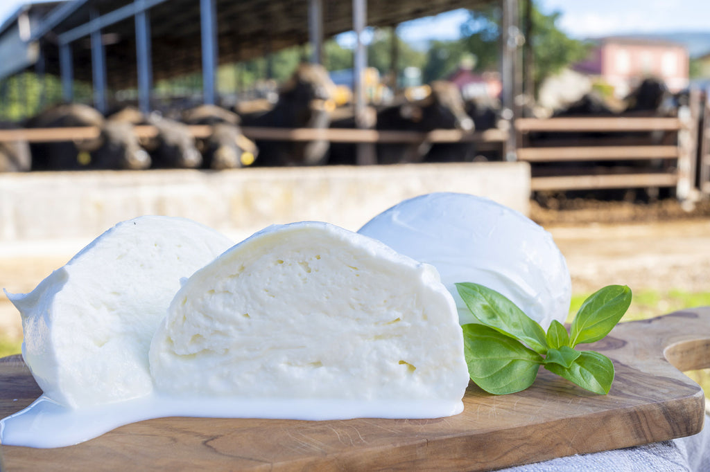 Everything You Ever Wanted to Know About Buffalo Mozzarella – Giadzy