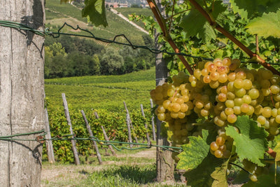 Vineyard in Asti