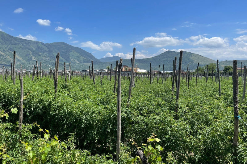 Dry farming in Italy