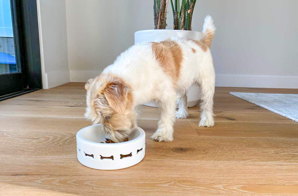 How To Transition Your Dog To New Food Giadzy