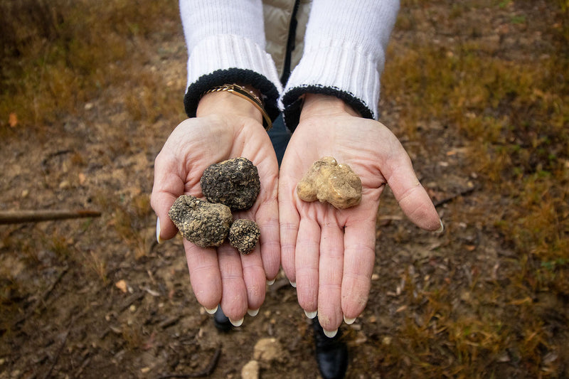 Alba: Italy's Truffle Headquarters. Giada holding black summer truffle at Tartuflanghe