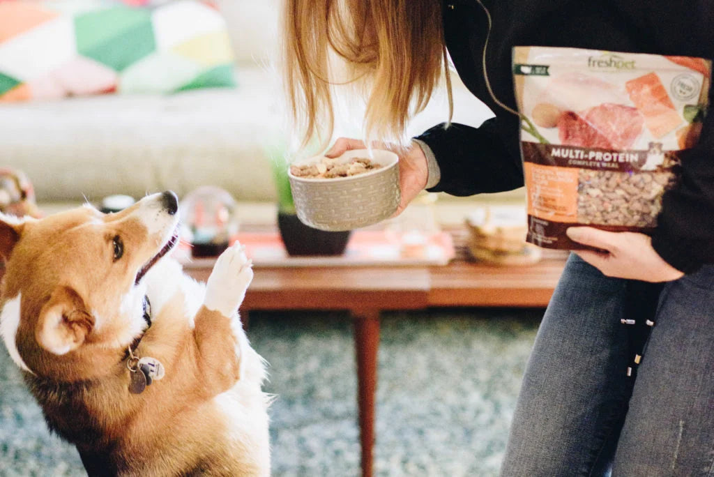 4 Ways We're Upping Our Dogs' Food Game This Summer