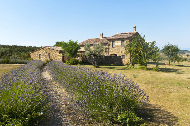 The Healing Properties of Lavender: An Ancient Italian Remedy