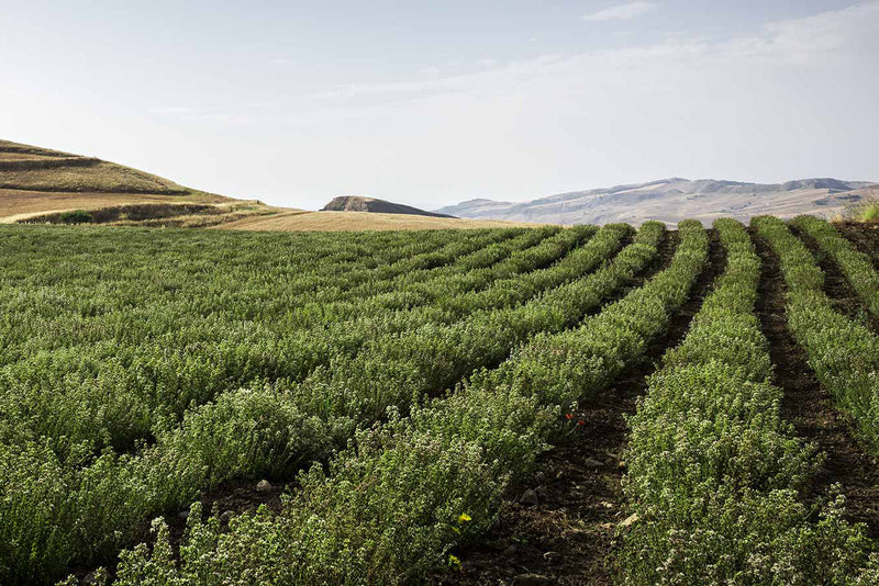 What Makes Sicilian Oregano So Special?