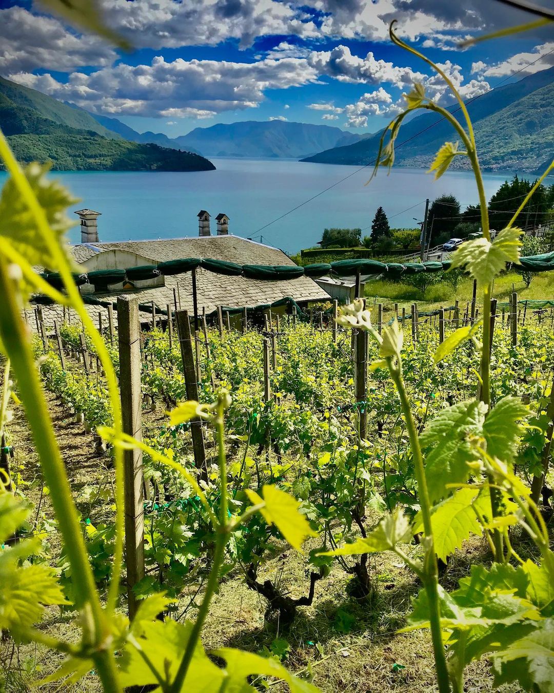 Cantine Angelinetta Winery