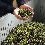 Olio Nuovo Extra Virgin Olive Oil