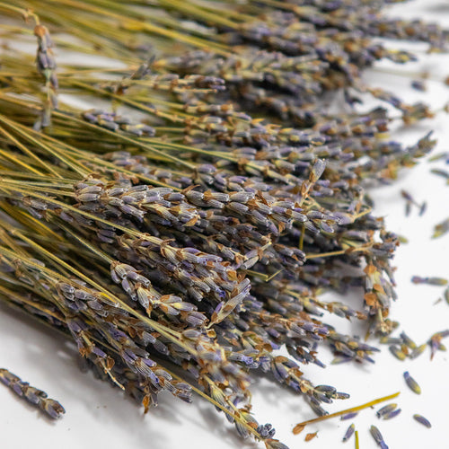 Dried Italian Lavender Sprigs